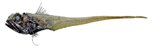 Hymenocephalus italicus_6668